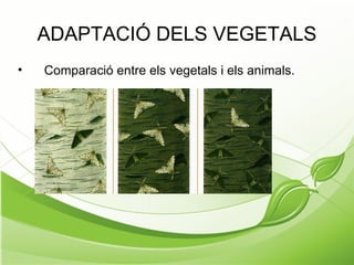 ADAPTACIÓ DELS VEGETALS
• Comparació entre els vegetals i els animals.
 