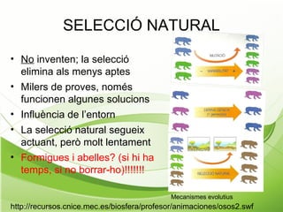 SELECCIÓ NATURAL
• No inventen; la selecció
elimina als menys aptes
• Milers de proves, només
funcionen algunes solucions
• Influència de l’entorn
• La selecció natural segueix
actuant, però molt lentament
• Formigues i abelles? (si hi ha
temps, si no borrar-ho)!!!!!!!
http://recursos.cnice.mec.es/biosfera/profesor/animaciones/osos2.swf
Mecanismes evolutius
 