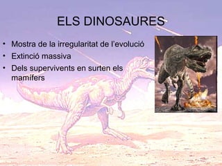 ELS DINOSAURES
• Mostra de la irregularitat de l’evolució
• Extinció massiva
• Dels supervivents en surten els
mamífers
 