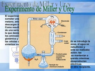 Experimento de Miller y Urey El experimento consistió, básicamente, en someter una mezcla de metano, amoníaco, hidrógeno y agua a descargas eléctricas de 60.000voltios. Como resultado, se observó la formación de una serie de moléculas orgánicas, entre la que destacan ácido acético, glucosa, y los aminoácidos glicina, alanina, ácido glutámico y ácido aspártico, usados por las células como los pilares básicos para sintetizar sus proteínas.  En el aparato se introdujo la mezcla gaseosa, el agua se mantenía enebullición y posteriormente se realizaba la condensación; las sustancias se mantenían a través del aparato mientras dos electrodosproducían descargas eléctricas continuas en otro recipiente.  