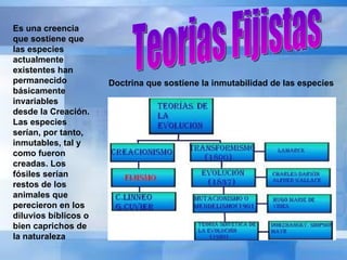 Teorias Fijistas Doctrina que sostiene la inmutabilidad de las especies   Es una creencia que sostiene que las especies actualmente existentes han permanecido básicamente invariables desde la Creación. Las especies serían, por tanto, inmutables, tal y como fueron creadas. Los fósiles serían restos de los animales que perecieron en los diluvios bíblicos o bien caprichos de la naturaleza  