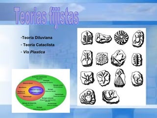 Teorias fijistas Teoría Diluviana Teoría Cataclista Vis Plastica   