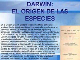 En el Origen, Darwin utilizó la selección artificial como una analogía fundamental para la comprensión del mecanismo de la selección natural. La analogía de las técnicas agrícolas y ganaderas había sido ya utilizada por Lamarck como evidencia de la eficacia de su ley de uso y desuso de los órganos. También Darwin, instigado por John Herschel, encuentra en la analogía un gran aliado metodológico. Tanto la selección artificial como la selección natural tienen como resultado la transformación de las especies gracias a la acumulación progresiva de variaciones. La gran diferencia estriba en la dirección del cambio: dirigida hacia la utilidad del hombre, en un caso, ciega en el otro. Sin embargo, en muchos casos la selección artificial se remonta a épocas tan remotas, que su efecto resulta inconsciente para los hombres. La supervivencia del más fuerte “incluye no sólo la vida del individuo, sino también el éxito al dejar descendencia” 