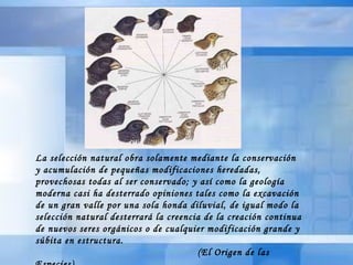 La selección natural obra solamente mediante la conservación y acumulación de pequeñas modificaciones heredadas, provechosas todas al ser conservado; y así como la geología moderna casi ha desterrado opiniones tales como la excavación de un gran valle por una sola honda diluvial, de igual modo la selección natural desterrará la creencia de la creación continua de nuevos seres orgánicos o de cualquier modificación grande y súbita en estructura.   (El Origen de las Especies) 