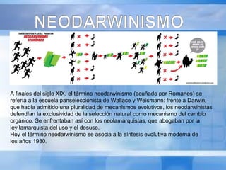 A finales del siglo XIX, el término neodarwinismo (acuñado por Romanes) se refería a la escuela panseleccionista de Wallace y Weismann: frente a Darwin, que había admitido una pluralidad de mecanismos evolutivos, los neodarwinistas defendían la exclusividad de la selección natural como mecanismo del cambio orgánico. Se enfrentaban así con los neolamarquistas, que abogaban por la ley lamarquista del uso y el desuso. Hoy el término neodarwinismo se asocia a la síntesis evolutiva moderna de los años 1930. 