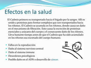 Efectos en la salud
 El Cadmio primero es transportado hacia el hígado por la sangre. Allí es
  unido a proteínas para formar complejos que son transportados hacia
  los riñones. El Cadmio se acumula en los riñones, donde causa un daño
  en el mecanismo de filtración. Esto causa la excreción de proteínas
  esenciales y azúcares del cuerpo y el consecuente daño de los riñones.
  Lleva bastante tiempo antes de que el Cadmio que ha sido acumulado
  en los riñones sea excretado del cuerpo humano.

 Fallos en la reproducción
 Daño al sistema nervioso central
 Daño al sistema inmune
 Desordenes psicológicos
 Posible daño en el ADN o desarrollo de cáncer.
 
