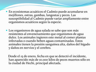  En ecosistemas acuáticos el Cadmio puede acumularse en
  mejillones, ostras, gambas, langostas y peces. Las
  susceptibilidad al Cadmio puede variar ampliamente entre
  organismos acuáticos según la especie.

 Los organismos de agua salada se sabe que son más
  resistentes al envenenamiento que organismos de agua
  dulce. Los animales ingieren este metal al comer plantas
  infectadas o cuando beben aguas contaminadas. Estos
  animales tienen la presión sanguínea alta, daños del hígado
  y daños en nervios y el cerebro.

 Desde el 15 de enero, fecha en que se detectó el incidente,
 han aparecido más de 10.000 kilos de peces muertos sólo en
 la ciudad de Hechi, principal afectada.
 
