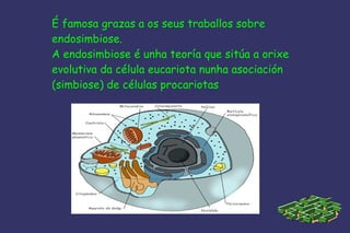 É famosa grazas a os seus traballos sobre    endosimbiose. A endosimbiose é unha teoría que sitúa a orixe evolutiva da célula eucariota nunha asociación (simbiose) de células procariotas 