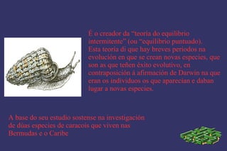 É o creador da “teoría do equilibrio    intermitente” (ou “equilibrio puntuado). Esta teoría di que hay breves periodos na  evolución en que se crean novas especies, que son as que teñen éxito evolutivo, en    contraposición á afirmación de Darwin na que eran os individuos os que aparecían e daban lugar a novas especies. A base do seu estudio sostense na investigación de dúas especies de caracois que viven nas  Bermudas e o Caribe 
