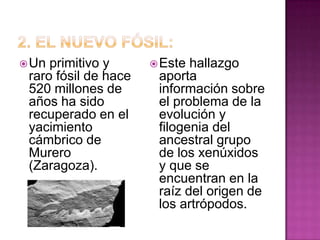  Un primitivo y       Este hallazgo
 raro fósil de hace    aporta
 520 millones de       información sobre
 años ha sido          el problema de la
 recuperado en el      evolución y
 yacimiento            filogenia del
 cámbrico de           ancestral grupo
 Murero                de los xenúxidos
 (Zaragoza).           y que se
                       encuentran en la
                       raíz del origen de
                       los artrópodos.
 