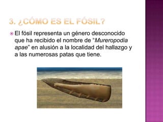  Elfósil representa un género desconocido
 que ha recibido el nombre de “Mureropodia
 apae” en alusión a la localidad del hallazgo y
 a las numerosas patas que tiene.
 