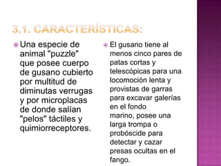  Una especie de         El gusano tiene al
 animal "puzzle"          menos cinco pares de
 que posee cuerpo         patas cortas y
 de gusano cubierto       telescópicas para una
 por multitud de          locomoción lenta y
 diminutas verrugas       provistas de garras
 y por microplacas        para excavar galerías
 de donde salían          en el fondo
                          marino, posee una
 "pelos" táctiles y
                          larga trompa o
 quimiorreceptores.
                          probóscide para
                          detectar y cazar
                          presas ocultas en el
                          fango.
 