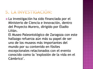  Lainvestigación ha sido financiada por el
 Ministerio de Ciencia e Innovación, dentro
 del Proyecto Murero, dirigido por Eladio
 Liñán.
 El Museo Paleontológico de Zaragoza con este
 hallazgo refuerza aún más su papel de ser
 uno de los museos más importantes del
 mundo por su contenido en fósiles
 excepcionales relacionados con el evento
 conocido como la "explosión de la vida en el
 Cámbrico".
 