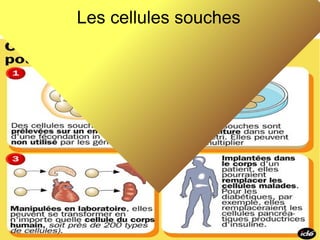 Les cellules souches

 