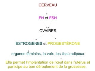 CERVEAU
FH et FSH
OVAIRES
ESTROGÈNES et PROGESTÉRONE
organes féminins, la voix, les tissu adipeux
Elle permet l'implantation de l'œuf dans l'utérus et
participe au bon déroulement de la grossesse.

 
