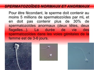 SPERMATOZOÏDES NORMAUX ET ANORMAUX
Pour être fécondant, le sperme doit contenir au
moins 5 millions de spermatozoïdes par mL et
en doit pas contenir plus de 30% de
spermatozoïdes anormaux (deux têtes, deux
flagelles...).
La
durée
de
vie
des
spermatozoïdes dans les voies génitales de la
femme est de 3-6 jours.

 