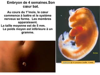 Embryon de 4 semaines.Son
cœur bat.
Au cours du 1°mois, le cœur
commence à battre et le système
nerveux se forme. Les membres
apparaissent.
La taille moyenne est de 5 mm.
Le poids moyen est inférieure à un
gramme.

Bordas

 