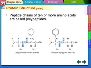 Section 23-1 Protein Structure  (cont.) Peptide chains of ten or more amino acids are called polypeptides. 