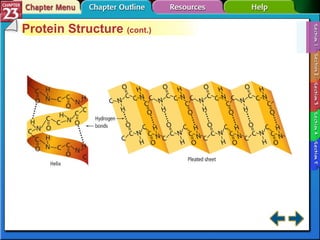 Section 23-1 Protein Structure  (cont.) 