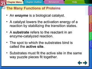 Section 23-1 The Many Functions of Proteins An  enzyme   is a biological catalyst. A catalyst lowers the activation energy of a reaction by stabilizing the transition states. A  substrate  refers to the reactant in an enzyme-catalyzed reaction.  The spot to which the substrates bind is called the  active site . Substrates must fit the active site in the same way puzzle pieces fit together. 