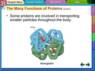Section 23-1 The Many Functions of Proteins  (cont.) Some proteins are involved in transporting smaller particles throughout the body. 