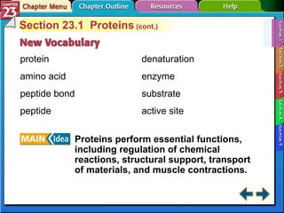 Section 23-1 Section 23.1  Proteins  (cont.) protein amino acid peptide bond peptide Proteins perform essential functions, including regulation of chemical reactions, structural support, transport of materials, and muscle contractions. denaturation enzyme substrate active site 