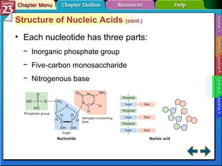 Section 23-4 Structure of Nucleic Acids  (cont.) Each nucleotide has three parts: Inorganic phosphate group Five-carbon monosaccharide Nitrogenous base 