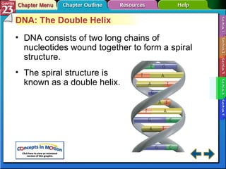 Section 23-4 DNA: The Double Helix DNA consists of two long chains of nucleotides wound together to form a spiral structure. The spiral structure is  known as a double helix. 