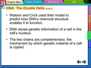 Section 23-4 DNA: The Double Helix  (cont.) Watson and Crick used their model to predict how DNA’s chemical structure enables it to function. DNA stores genetic information of a cell in the cell’s nucleus. The two chains are complementary, the mechanism by which genetic material of a cell is copied. 