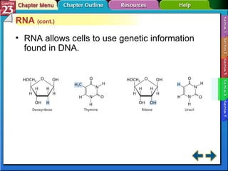 Section 23-4 RNA  (cont.) RNA allows cells to use genetic information found in DNA. 