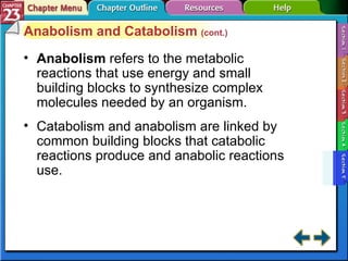 Section 23-5 Anabolism and Catabolism  (cont.) Anabolism   refers to the metabolic reactions that use energy and small building blocks to synthesize complex molecules needed by an organism. Catabolism and anabolism are linked by common building blocks that catabolic reactions produce and anabolic reactions use. 