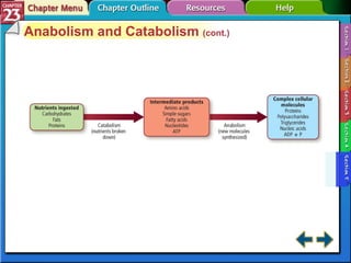 Section 23-5 Anabolism and Catabolism  (cont.) 
