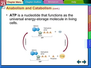Section 23-5 Anabolism and Catabolism  (cont.) ATP  is a nucleotide that functions as the universal energy-storage molecule in living cells. 