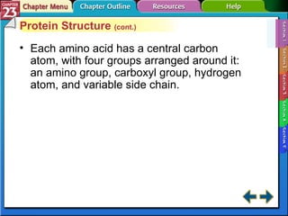 Section 23-1 Protein Structure  (cont.) Each amino acid has a central carbon atom, with four groups arranged around it: an amino group, carboxyl group, hydrogen atom, and variable side chain. 