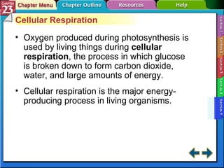 Section 23-5 Cellular Respiration Oxygen produced during photosynthesis is used by living things during  cellular respiration , the process in which glucose is broken down to form carbon dioxide, water, and large amounts of energy. Cellular respiration is the major energy-producing process in living organisms. 