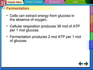 Section 23-5 Fermentation Cells can extract energy from glucose in the absence of oxygen. Cellular respiration produces 38 mol of ATP per 1 mol glucose. Fermentation produces 2 mol ATP per 1 mol of glucose. 