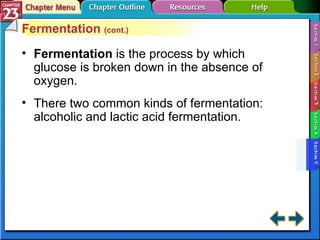 Section 23-5 Fermentation  (cont.) Fermentation   is the process by which glucose is broken down in the absence of oxygen. There two common kinds of fermentation: alcoholic and lactic acid fermentation. 