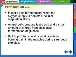 Section 23-5 Fermentation  (cont.) In lactic acid fermentation, when the oxygen supply is depleted, cellular respiration stops. Animal cells produce lactic acid and a small amount of energy from lactic acid fermentation of glucose. Build-up of lactic acid is what results in burning pain in the muscles during strenuous exercise. 