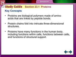 Study Guide 1 Section 23.1  Proteins Key Concepts Proteins are biological polymers made of amino acids that are linked by peptide bonds. Protein chains fold into intricate three-dimensional structures.  Proteins have many functions in the human body, including functions within cells, functions between cells, and functions of structural support. 