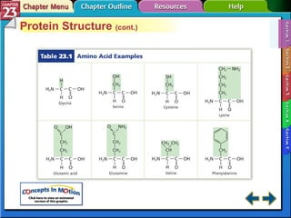 Section 23-1 Protein Structure  (cont.) 