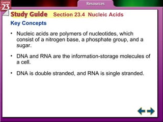 Study Guide 4 Section 23.4  Nucleic Acids Key Concepts Nucleic acids are polymers of nucleotides, which consist of a nitrogen base, a phosphate group, and a sugar. DNA and RNA are the information-storage molecules of a cell.  DNA is double stranded, and RNA is single stranded. 