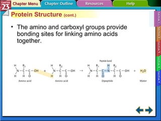 Section 23-1 Protein Structure  (cont.) The amino and carboxyl groups provide bonding sites for linking amino acids together. 