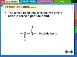 Section 23-1 Protein Structure  (cont.) The amide bond that joins the two amino acids is called a  peptide bond .   