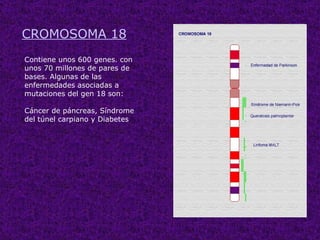 CROMOSOMA 18
Contiene unos 600 genes. con
unos 70 millones de pares de
bases. Algunas de las
enfermedades asociadas a
mutaciones del gen 18 son:

Cáncer de páncreas, Síndrome
del túnel carpiano y Diabetes
 