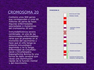 CROMOSOMA 20
Contiene unos 900 genes
que corresponden a unos 60
millones de pares de base.
Algunas enfermedades
asociadadas a mutaciones
del cromosoma 20 son:
Inmunodeficiencia severa
combinada: es una de las
denominadas enfermedades
raras que se presenta en el
momento del nacimiento y
hace que el niño tenga su
sistema inmunológico
deprimido o no lo tenga.
Enfermedad de Creutfeltz-
Jacob o Encefalopatia
Espongiforme Bovina Es una
forma de daño cerebral que
causa una disminución
rápida de la función mental
y del movimiento.
 