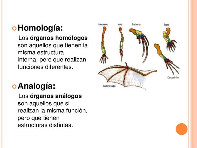 Que Son Las Homologias Bioquimicas Y Embrionarias es.slideshare.net
