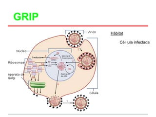 GRIP
       Hàbitat

            Cèl·lula infectada
 