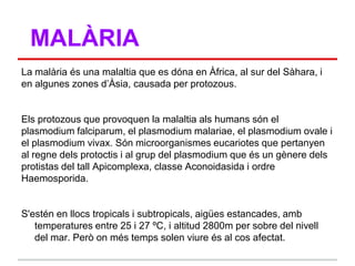 MALÀRIA
La malària és una malaltia que es dóna en Àfrica, al sur del Sàhara, i
en algunes zones d‟Àsia, causada per protozous.


Els protozous que provoquen la malaltia als humans són el
plasmodium falciparum, el plasmodium malariae, el plasmodium ovale i
el plasmodium vivax. Són microorganismes eucariotes que pertanyen
al regne dels protoctis i al grup del plasmodium que és un gènere dels
protistas del tall Apicomplexa, classe Aconoidasida i ordre
Haemosporida.


S'estén en llocs tropicals i subtropicals, aigües estancades, amb
   temperatures entre 25 i 27 ºC, i altitud 2800m per sobre del nivell
   del mar. Però on més temps solen viure és al cos afectat.
 