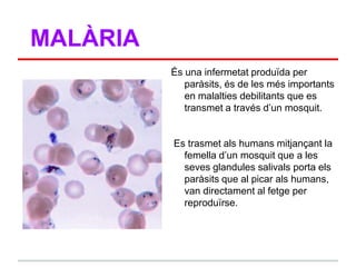MALÀRIA
          És una infermetat produïda per
             paràsits, és de les més importants
             en malalties debilitants que es
             transmet a través d‟un mosquit.


          Es trasmet als humans mitjançant la
            femella d‟un mosquit que a les
            seves glandules salivals porta els
            paràsits que al picar als humans,
            van directament al fetge per
            reproduïrse.
 