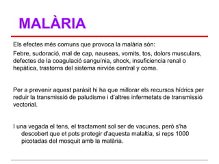 MALÀRIA
Els efectes més comuns que provoca la malària són:
Febre, sudoració, mal de cap, nauseas, vomits, tos, dolors musculars,
defectes de la coagulació sanguínia, shock, insuficiencia renal o
hepàtica, trastorns del sistema nirviós central y coma.


Per a prevenir aquest parásit hi ha que millorar els recursos hídrics per
reduir la transmissió de paludisme i d‟altres infermetats de transmissió
vectorial.


I una vegada el tens, el tractament sol ser de vacunes, però s'ha
   descobert que et pots protegir d'aquesta malaltia, si reps 1000
   picotadas del mosquit amb la malària.
 